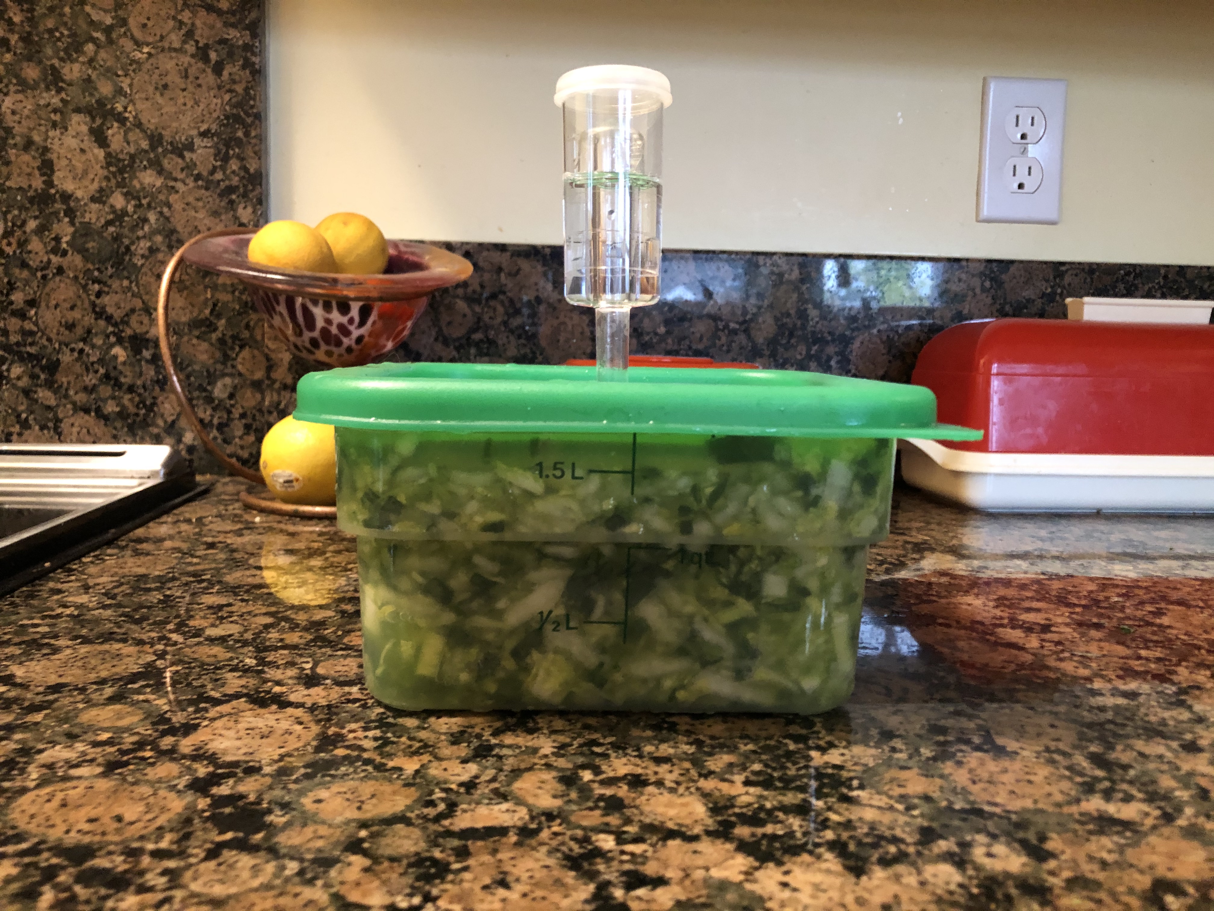 2 liter Cambro container packed tightly with nascent kraut in varied shades of green, held down with pottery weight.